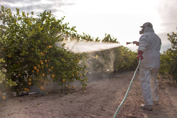 Wasp Removal Services in Huntington Bay, NY