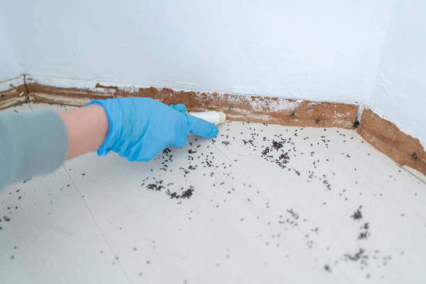 Best Best Pest Control Companies  in Huntington Bay, NY